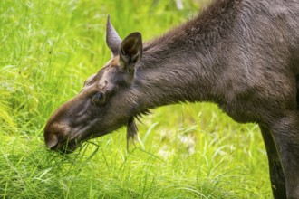 Eurasian elk (Alces alces) standing on a meadow in early summer, Bavarian Forest, Bavaria, Germany