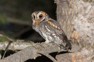 Flammulated Owl Psiloscops flammeolus Santa Catalina Mountains, Pima County, Arizona, United States
