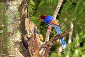 A colourful bird sits on a tree branch and gazes with interest at its surroundings, A jewelled