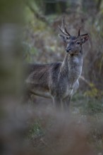 A young fallow deer (Dama dama) with broken antlers and a bloody ear appears in front of the