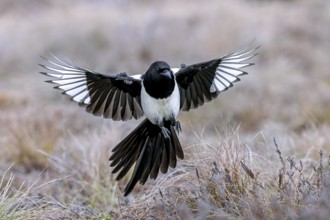 Eurasian magpie, common magpie (Pica pica) adult in flight, landing with spread open wings in
