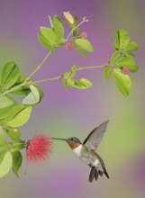 Ruby-throated Hummingbird (Archilochus colubris) male flying while feeding on flower nectar, Texas,