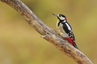 Great Spotted Woodpecker (Dendrocopos major) male, Andalusia, Spain
