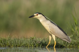 Black-crowned Night Heron (Nycticorax nycticorax), Pusztaszer, Hungary
