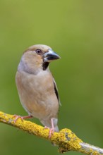 A hawfinch (Coccothraustes coccothraustes), Rhine-Palatinate district, Tiszaalp-r, Kiskuns-gi