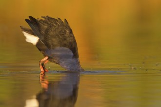 Australasian Swamphen (Porphyrio melanotus melanotus), Victoria, Australia
