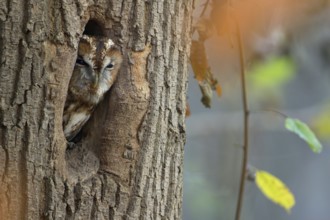 Waldkauz, lat. Strix aluco, schaut aus seinem Tageseinstand, einer alten Schwarzspechthöhle Anfang