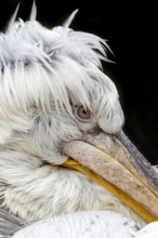 Dalmatian pelican (Pelecanus crispus), portrait, black background, captive, Schönbrunn Zoo, Vienna,