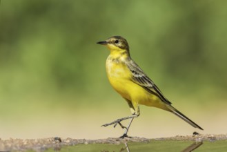 Western Yellow Wagtail (Motacilla flava), Eilat, Israel