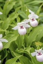 White lady's slipper (Cypripedium 'Ulla Silkens'), Botanical Garden, Gothenburg, Västra Götalands