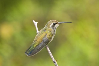 Broad-billed Hummingbird Cynanthus latirostris Portal, Cochise County, Arizona, United States 17