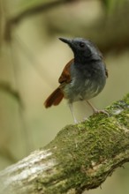White-bellied Antbird (Myrmeciza longipes) perched on a branch in the grasslands of Guyana
