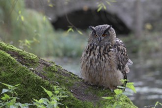 Europäischer Uhu, lat. Bubo bubo, auf bemoostem Weidenstamm von vorn am Gewässerufer