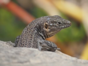 Gran Canaria giant lizard (Gallotia stehlini)