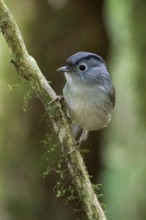 Mountain Fulvetta (Alcippe peracensis) perched on a branch, Bidoup National Park, Vietnam
