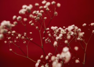 Delicate white flowers, beautifully contrast against a rich red backdrop. The image captures the