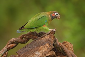 Detail of parrot head. Brown-hooded Parrot, Pionopsitta haematotis, portrait of light green parrot