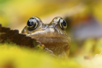 Common frog (Rana temporaria) adult amphibian amongst fallen autumn leaves in a garden, England,