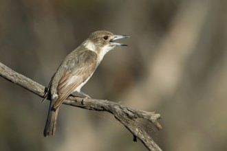 Grey Butcherbird (Cracticus torquatus) singing juvenile, Victoria, Australia