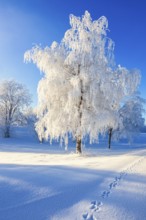 Winter landscape with hoar frost on the trees and traces of a hare in the snow on a cold winter day