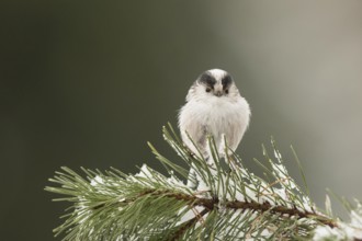 Long-tailed Tit (Aegithalos caudatus europaeus) perched on a sprucy branch, Bavaria, Germany