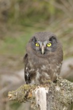 Tengmalm's owl (Aegolius funereus), young bird sitting on dead wood, animal portrait,
