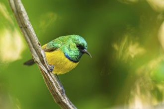 Collared Sunbird, Forest Sunbird, Hedydipna collaris, (Anthodiaeta collaris), (Anthreptes