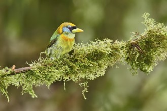 Red-headed Barbet (Eubucco bourcierii) female perched on a mossy branch, Ecuador