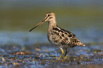 Latham's Snipe (Gallinago hardwickii) foraging, Victoria, Australia