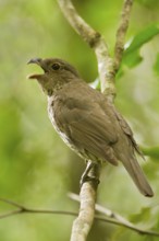 Tooth-billed Bowerbird (Scenopoeetes dentirostris) singing, Queensland, Australia