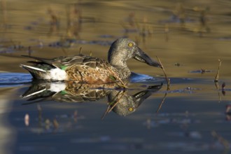 Northern Shoveler (Spatula clypeata) male, Madrid, Spain