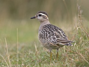 Eurasian Dotterel (Charadrius morinellus), Wales, United Kingdom