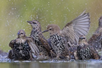 Common Starling (Sturnus vulgaris), Rhineland-Palatinate, Germany