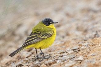 Yellow wagtail, (Motacilla flava feldegg), Motacilla feldegg, Animals, Birds, Middle East, Israel