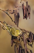 Eurasian Siskin (Spinus spinus) female perched on a branch, Baden-Wuerttemberg, Germany