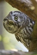 Boreal Owl (Aegolius funereus), Bavaria, Germany