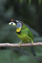 Fire-tufted Barbet (Psilopogon pyrolophus) perched on a branch, Pahang, Malaysia