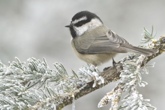 Mountain Chickadee (Poecile gambeli), New Mexico, USA