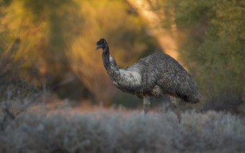 Emu (Dromaius novaehollandiae), Queensland, Australia