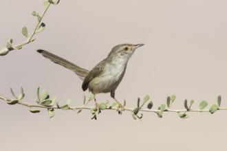 Graceful Prinia (Prinia gracilis), Eilat, Israel