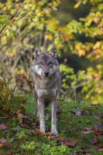 A eurasian gray wolf (Canis lupus lupus) stands on a meadow on a hill with a colourful foliage in