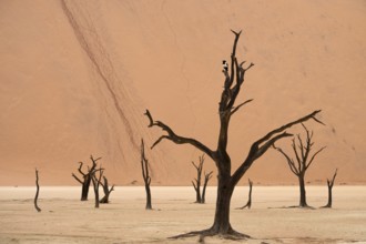 Dead camel thorn trees (Acacia erioloba), Deadvlei, Sossusvlei