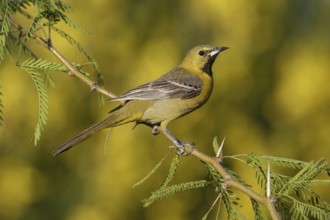 Hooded Oriole (Icterus cucullatus) male, California, USA