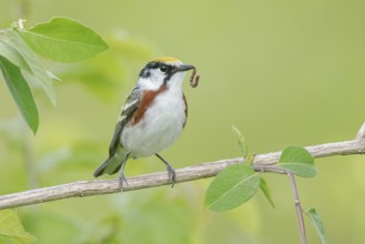 Chestnut-sided Warbler (Setophaga pensylvanica) with a caterpillar in its beak, Minnesota, USA