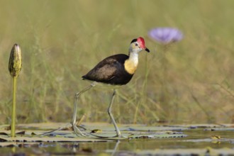 Comb-crested Jacana (Irediparra gallinacea), Queensland, Australia
