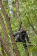 A common woolly monkey, brown woolly monkey, or Humboldt's woolly monkey (Lagothrix lagothricha)