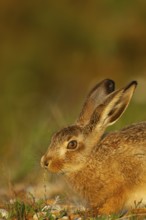European brown hare (Lepus europaeus) juvenile baby leveret animal feeding in grassland in the