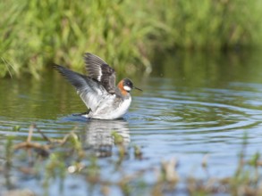 Red-necked Phalarope (Phalaropus lobatus) female bathing, Iceland