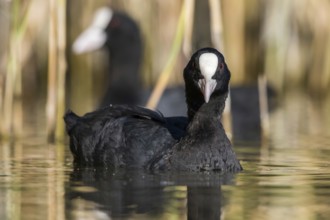 Eurasian Coot (Fulica atra), Mecklenburg-Western Pomerania, Germany