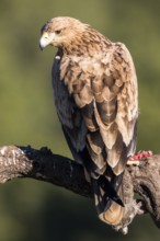 Spanish Imperial Eagle (Aquila adalberti) juvenile perched on a branch, Andalusia, Spain